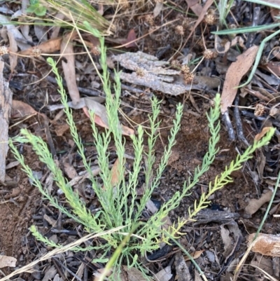 Rhodanthe anthemoides (Chamomile Sunray) at Griffith Woodland - 21 Dec 2020 by AlexKirk