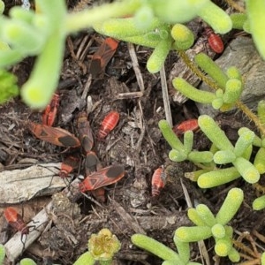 Leptocoris mitellatus at Pearce, ACT - suppressed