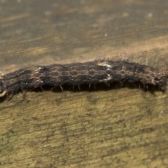 Dasypodia selenophora (Southern old lady moth) at Acton, ACT - 18 Dec 2020 by AlisonMilton
