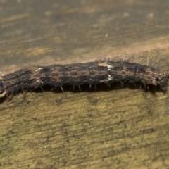 Lepidoptera unclassified IMMATURE (caterpillar or pupa or cocoon) at Acton, ACT - 18 Dec 2020 by AlisonMilton