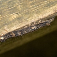 Lepidoptera unclassified IMMATURE moth at Acton, ACT - 18 Dec 2020