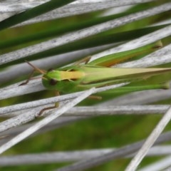 Caledia captiva (grasshopper) at Culburra Beach, NSW - 20 Dec 2020 by Christine