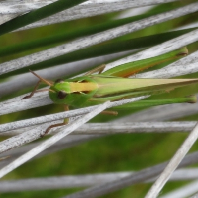 Caledia captiva (grasshopper) at Jervis Bay National Park - 20 Dec 2020 by Christine