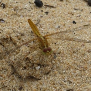 Diplacodes haematodes at Culburra Beach, NSW - 20 Dec 2020 11:42 AM