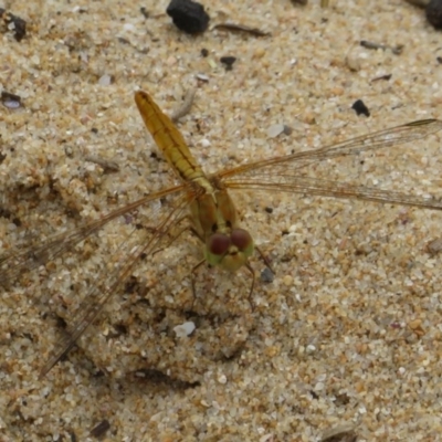 Diplacodes haematodes (Scarlet Percher) at Culburra Beach, NSW - 20 Dec 2020 by Christine