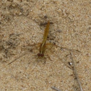 Diplacodes haematodes at Culburra Beach, NSW - 20 Dec 2020 11:42 AM