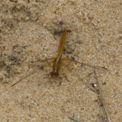 Diplacodes haematodes at Culburra Beach, NSW - 20 Dec 2020