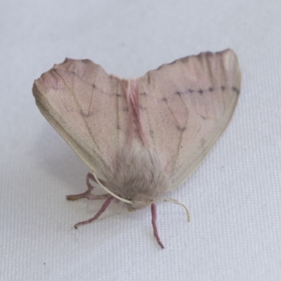 Arhodia lasiocamparia (Pink Arhodia (Oenochrominae)) at Higgins, ACT - 20 Jan 2021 by AlisonMilton