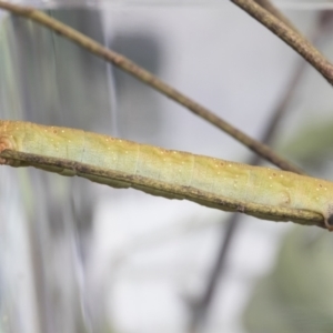 Arhodia lasiocamparia at Higgins, ACT - 20 Jan 2021 03:00 PM