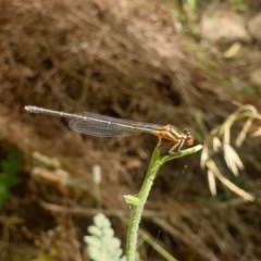 Nososticta solida (Orange Threadtail) at Wollondilly River Corridor, Goulburn - 20 Dec 2020 by Rixon