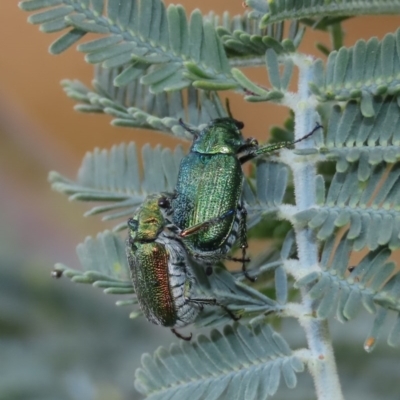 Diphucephala sp. (genus) (Green Scarab Beetle) at Tuggeranong Hill - 16 Dec 2020 by Owen