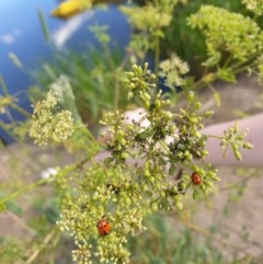 Hippodamia variegata (Spotted Amber Ladybird) at Goulburn, NSW - 20 Dec 2020 by Rixon