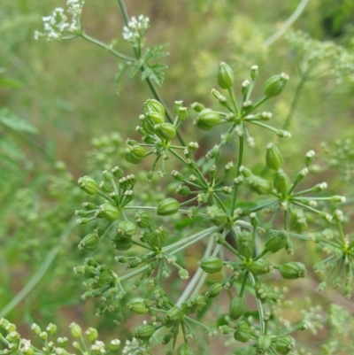 Conium maculatum (Hemlock) at Goulburn, NSW - 20 Dec 2020 by Rixon