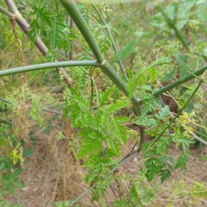 Conium maculatum at Goulburn, NSW - 20 Dec 2020