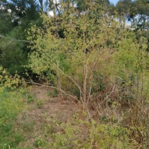 Conium maculatum at Goulburn, NSW - 20 Dec 2020
