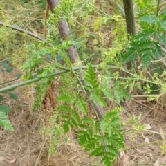 Conium maculatum at Goulburn, NSW - 20 Dec 2020