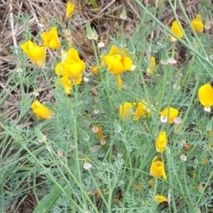 Eschscholzia californica at Goulburn, NSW - 20 Dec 2020 04:43 PM