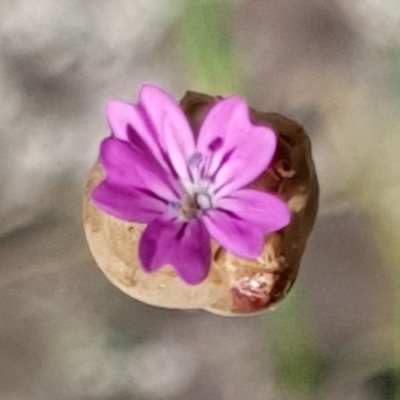 Petrorhagia nanteuilii (Proliferous Pink, Childling Pink) at Cook, ACT - 25 Nov 2020 by drakes