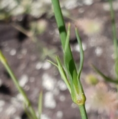 Petrorhagia nanteuilii at Cook, ACT - 26 Nov 2020