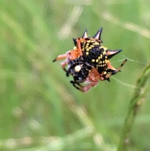 Austracantha minax at Majura, ACT - 21 Dec 2020 05:04 PM