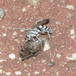 Turneromyia sp. (genus) at Acton, ACT - 18 Dec 2020 11:57 AM