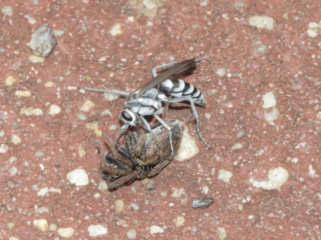 Turneromyia sp. (genus) at Acton, ACT - 18 Dec 2020