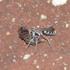 Turneromyia sp. (genus) at Acton, ACT - 18 Dec 2020