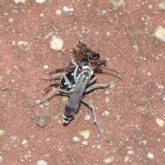 Turneromyia sp. (genus) at Acton, ACT - 18 Dec 2020