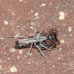 Turneromyia sp. (genus) at Acton, ACT - 18 Dec 2020