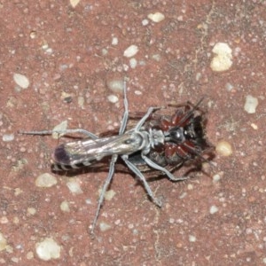 Turneromyia sp. (genus) at Acton, ACT - 18 Dec 2020 11:57 AM