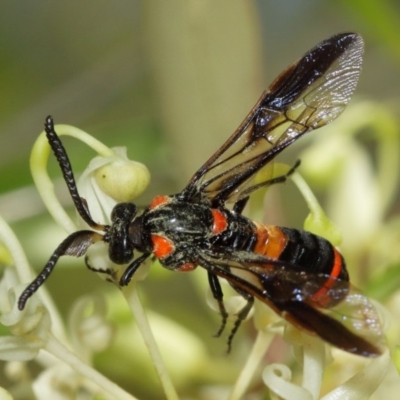 Pterygophorus cinctus (Bottlebrush sawfly) at ANBG - 20 Dec 2020 by TimL