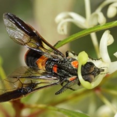 Pterygophorus cinctus at Acton, ACT - 20 Dec 2020 12:15 PM