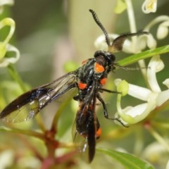 Pterygophorus cinctus at Acton, ACT - 20 Dec 2020