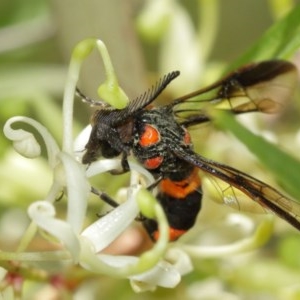 Pterygophorus cinctus at Acton, ACT - 20 Dec 2020