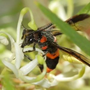 Pterygophorus cinctus at Acton, ACT - 20 Dec 2020