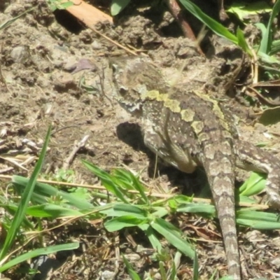 Amphibolurus muricatus (Jacky Lizard) at Culburra Beach, NSW - 20 Dec 2020 by Christine