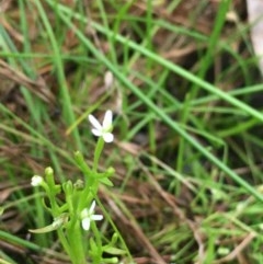 Stylidium despectum (Small Trigger Plant) at Majura, ACT - 21 Dec 2020 by JaneR