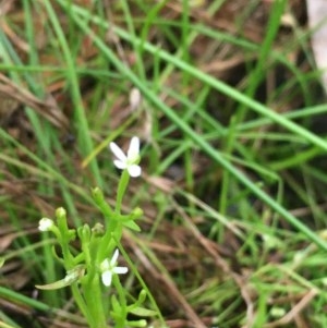 Stylidium despectum at Majura, ACT - 21 Dec 2020