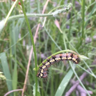 Hecatesia fenestrata (Common Whistling Moth) at Mount Ainslie - 24 Nov 2020 by JaneR