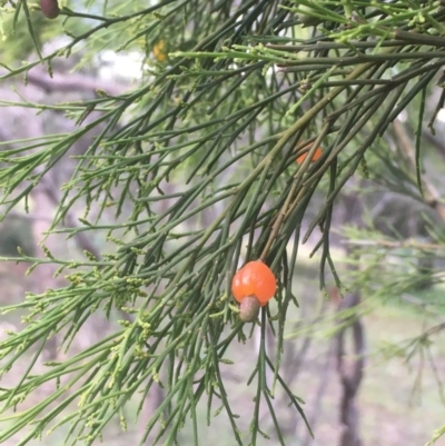 Exocarpos cupressiformis (Cherry Ballart) at Majura, ACT - 24 Nov 2020 by JaneR