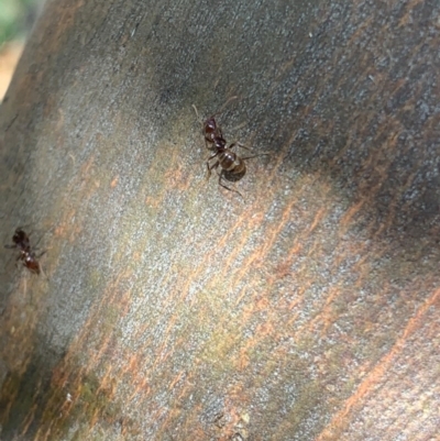 Papyrius nitidus (Shining Coconut Ant) at Theodore, ACT - 21 Dec 2020 by patrickharvey