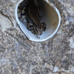 Eulamprus heatwolei (Yellow-bellied Water Skink) at Pialligo, ACT - 20 Dec 2020 by SusanneG