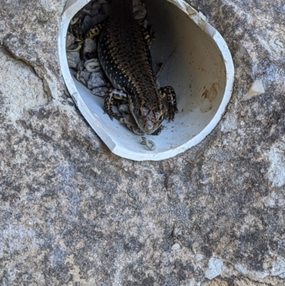 Eulamprus heatwolei (Yellow-bellied Water Skink) at Pialligo, ACT - 20 Dec 2020 by SusanneG