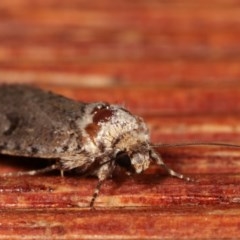 Thoracolopha melanographa at Melba, ACT - 4 Dec 2020