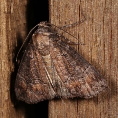 Dysbatus undescribed species (A Line-moth) at Melba, ACT - 4 Dec 2020 by kasiaaus