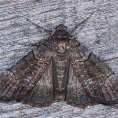 Dysbatus undescribed species at Melba, ACT - 4 Dec 2020