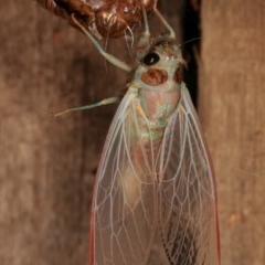 Yoyetta sp. (genus) (Firetail or Ambertail Cicada) at Melba, ACT - 4 Dec 2020 by kasiaaus