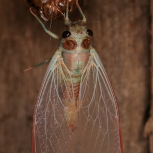 Yoyetta sp. (genus) at Melba, ACT - 4 Dec 2020