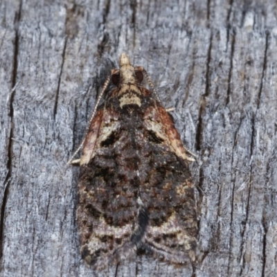 Capua intractana (A Tortricid moth) at Melba, ACT - 11 Dec 2020 by kasiaaus