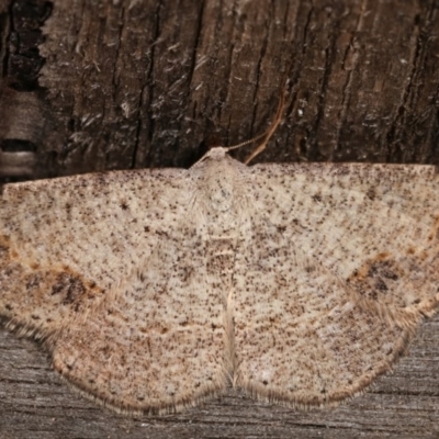 Taxeotis intextata (Looper Moth, Grey Taxeotis) at Melba, ACT - 11 Dec 2020 by kasiaaus